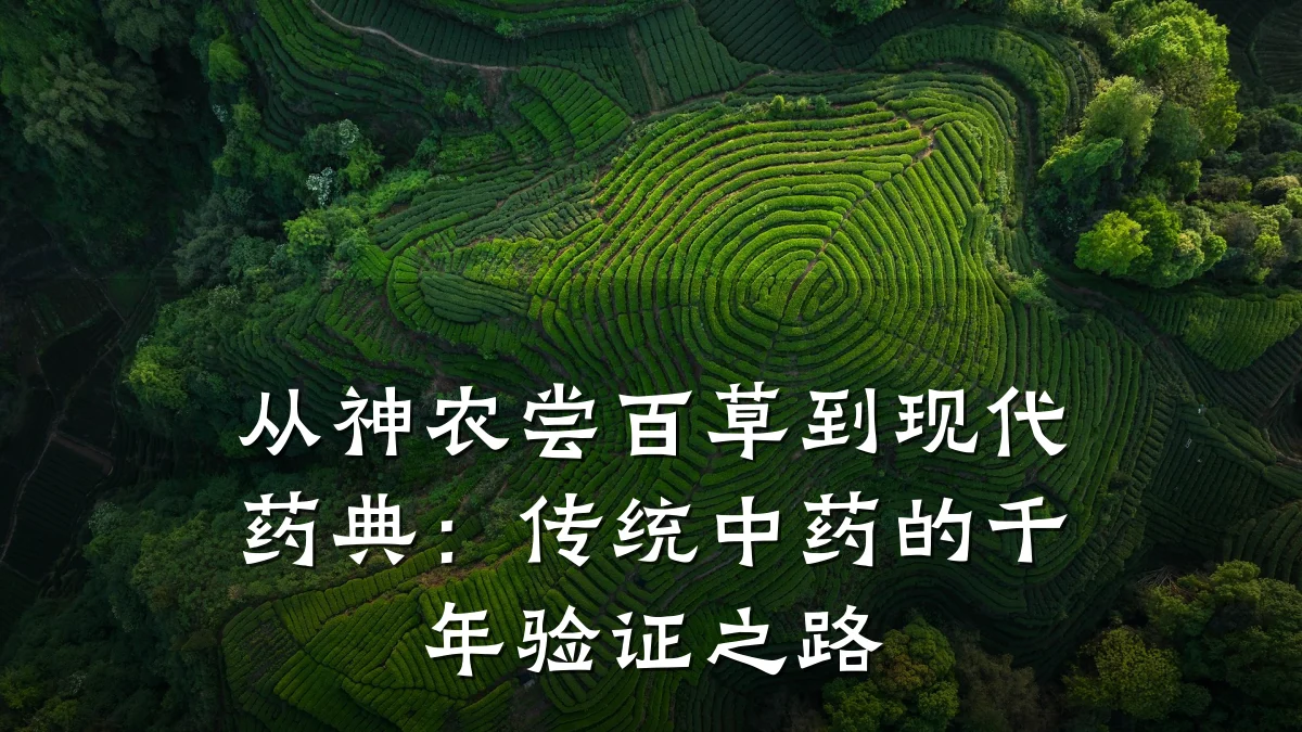 从神农尝百草到现代药典：传统中药的千年验证之路