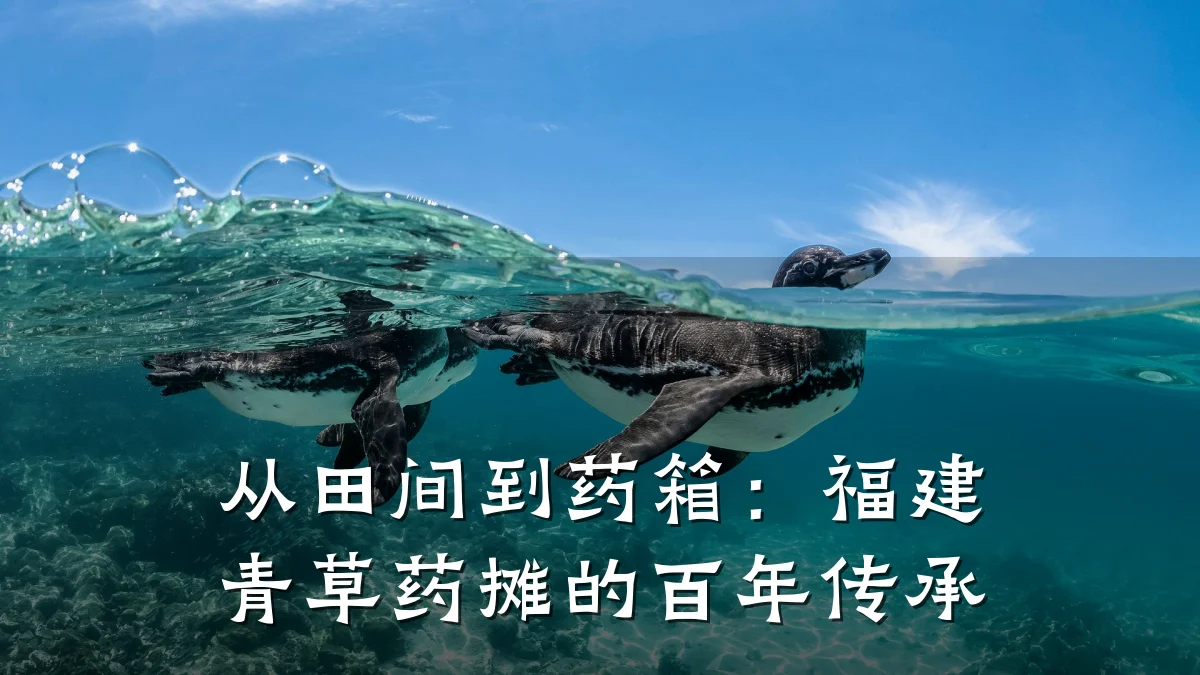 从田间到药箱：福建青草药摊的百年传承