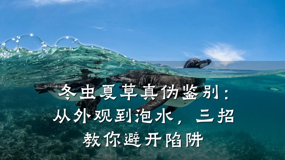 冬虫夏草真伪鉴别：从外观到泡水，三招教你避开陷阱