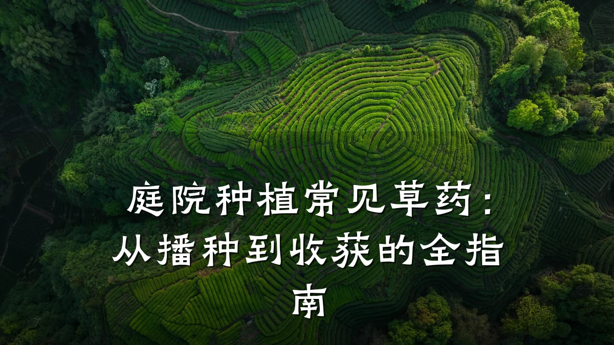 庭院种植常见草药：从播种到收获的全指南