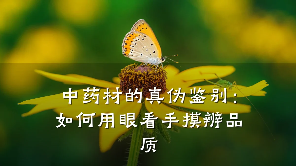 中药材的真伪鉴别：如何用眼看手摸辨品质