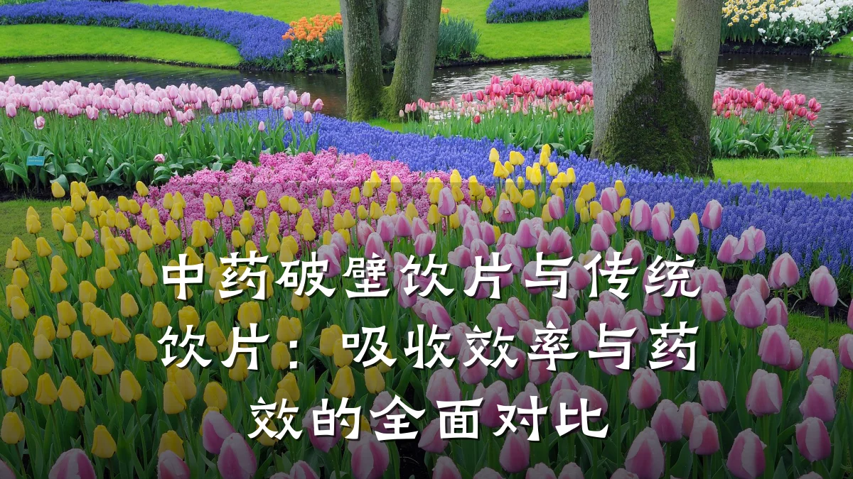 中药破壁饮片与传统饮片：吸收效率与药效的全面对比