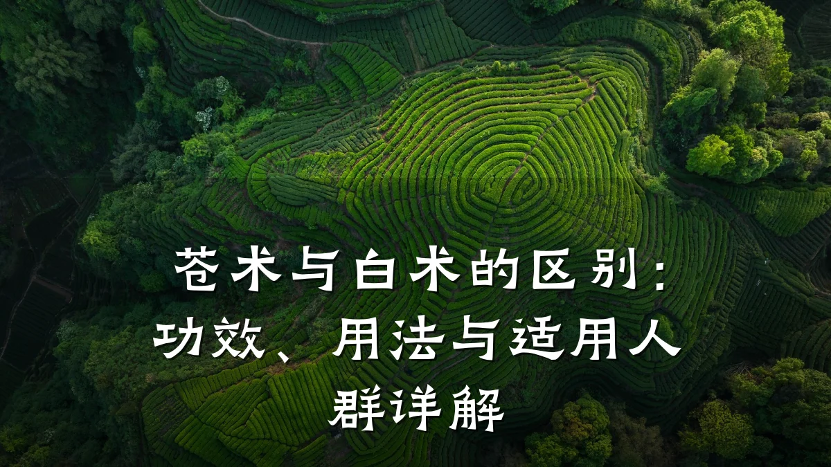 苍术与白术的区别:功效、用法与适用人群详解