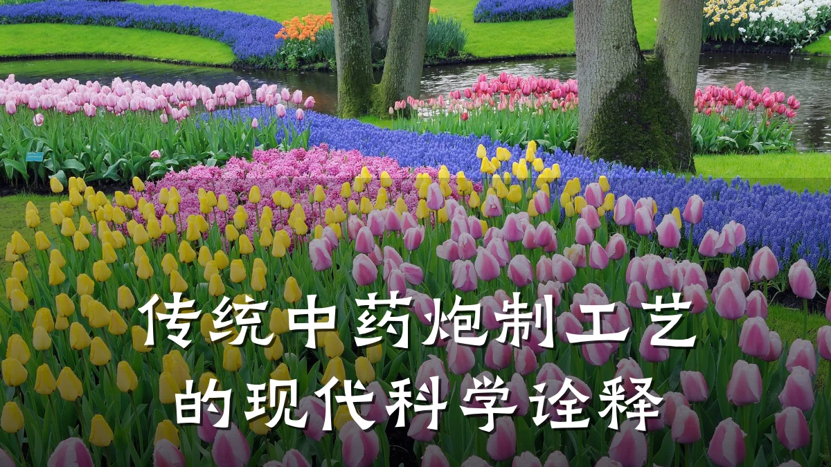 传统中药炮制工艺的现代科学诠释