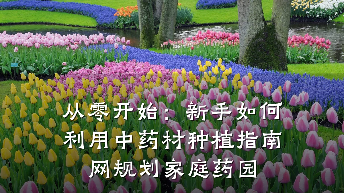 从零开始:新手如何利用中药材种植指南网规划家庭药园