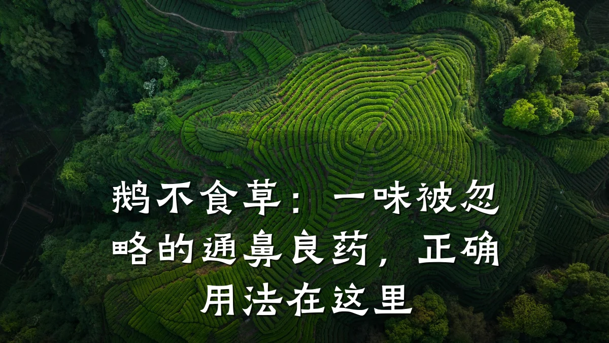 鹅不食草：一味被忽略的通鼻良药，正确用法在这里