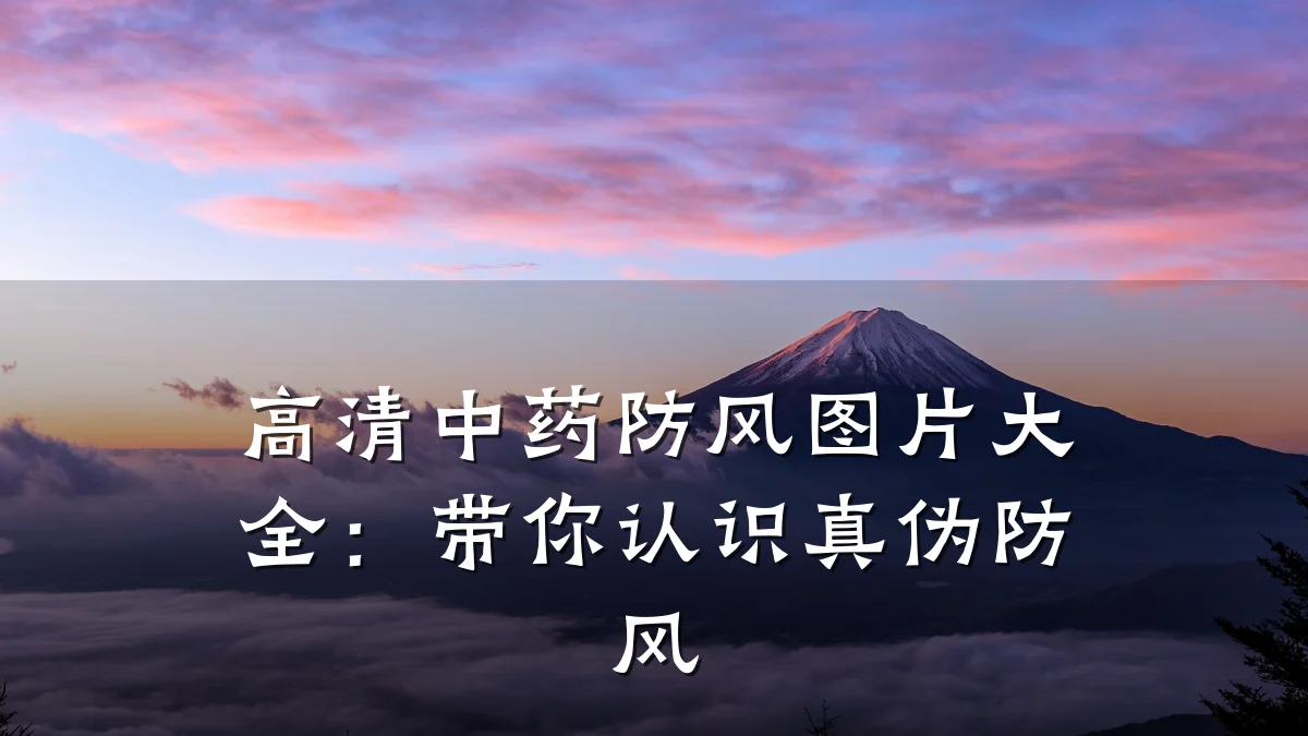 高清中药防风图片大全:带你认识真伪防风