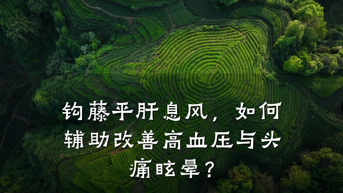 钩藤平肝息风,如何辅助改善高血压与头痛眩晕?