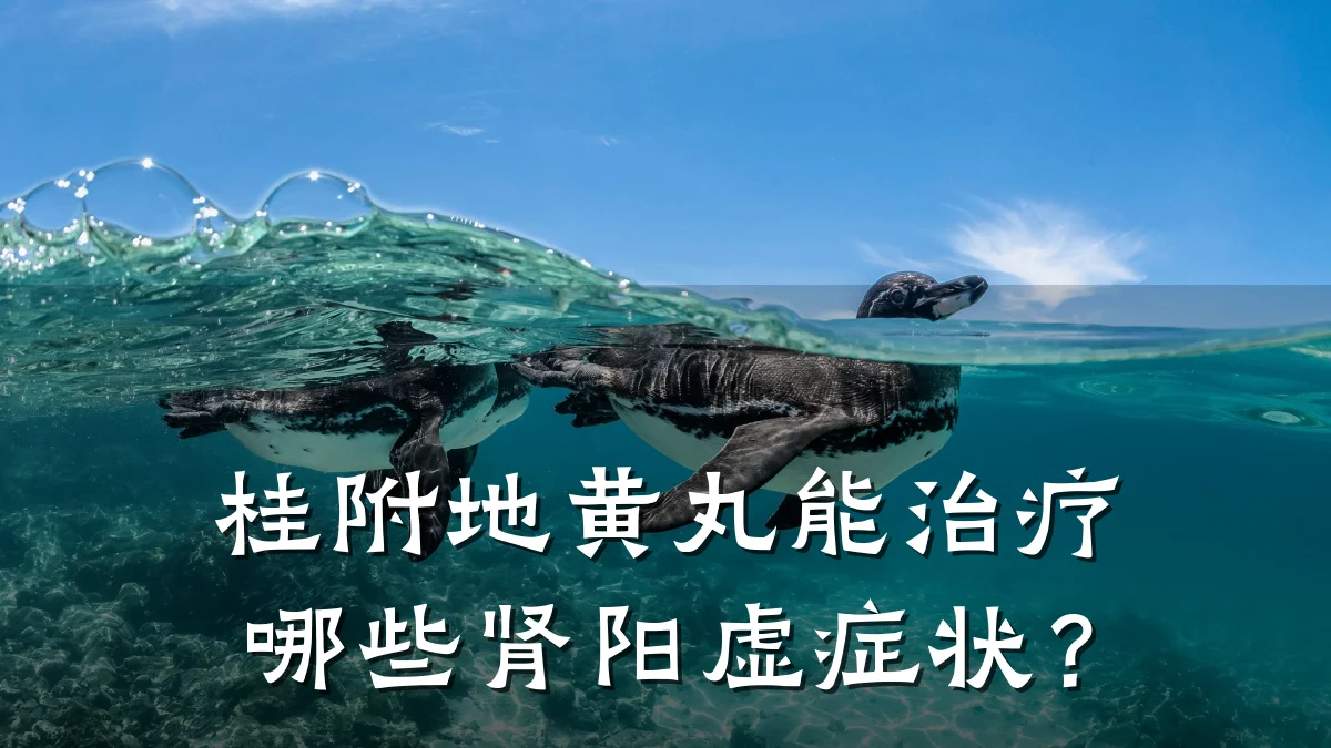 桂附地黄丸能治疗哪些肾阳虚症状？
