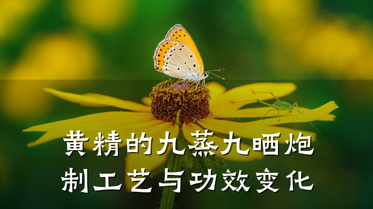 黄精的九蒸九晒炮制工艺与功效变化