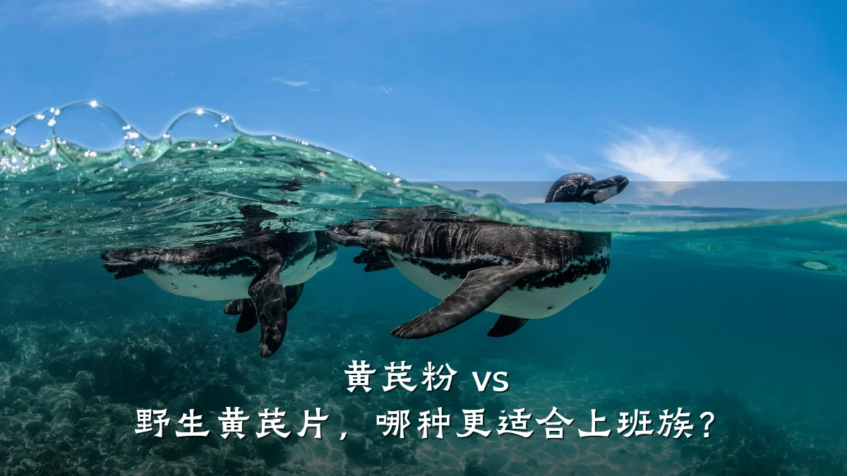 黄芪粉 vs 野生黄芪片,哪种更适合上班族?