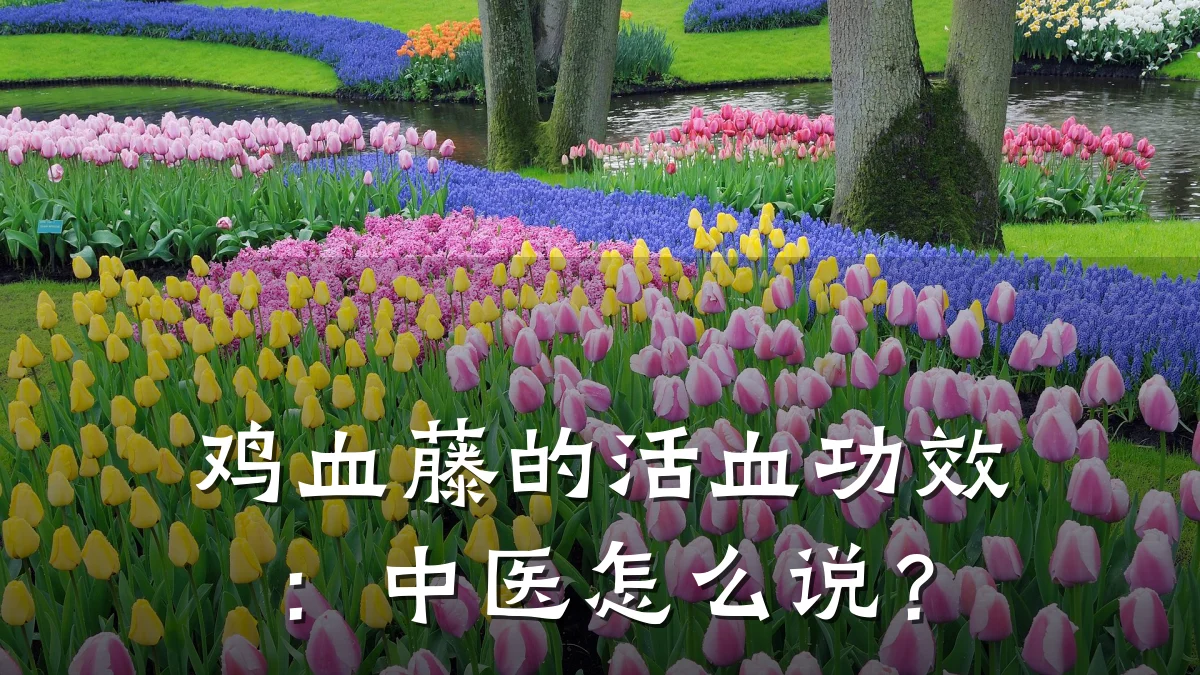 鸡血藤的活血功效:中医怎么说?