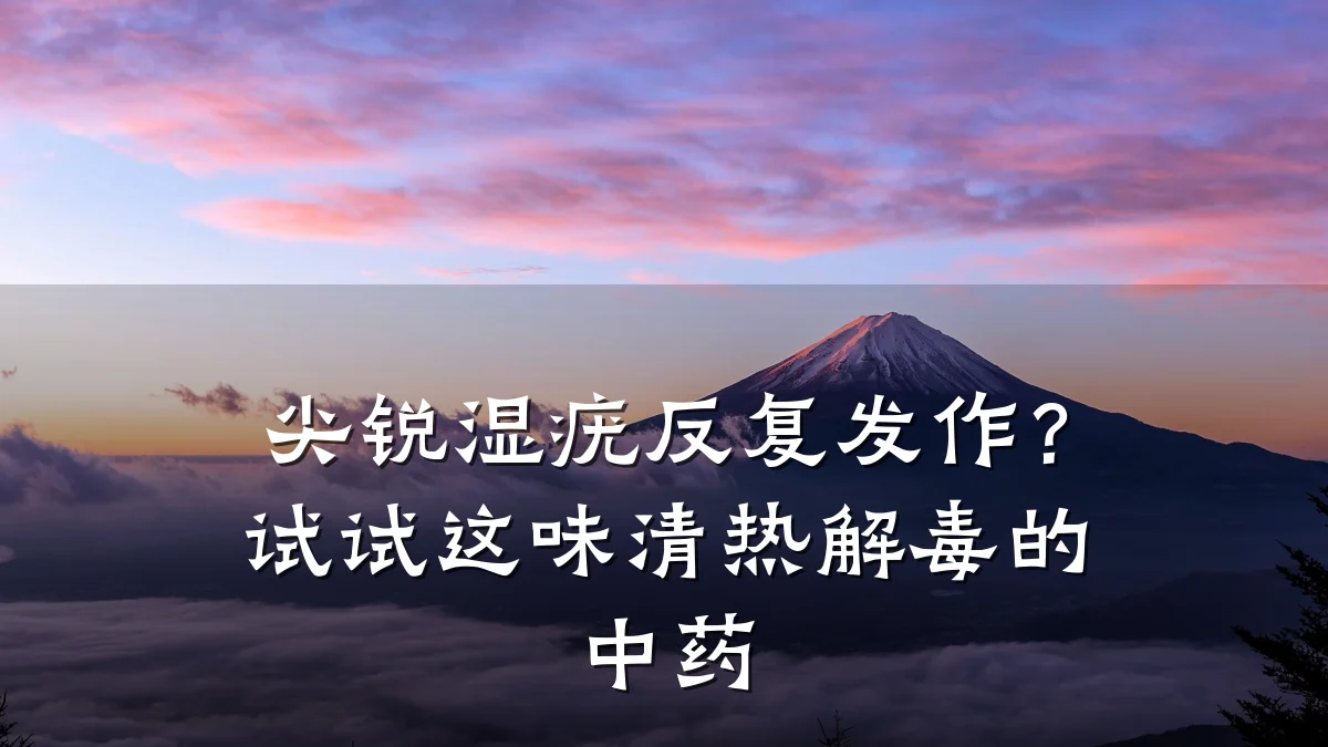 尖锐湿疣反复发作?试试这味清热解毒的中药