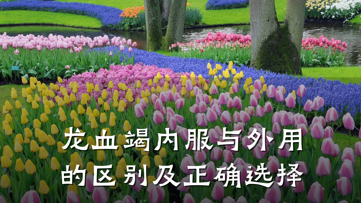 龙血竭内服与外用的区别及正确选择