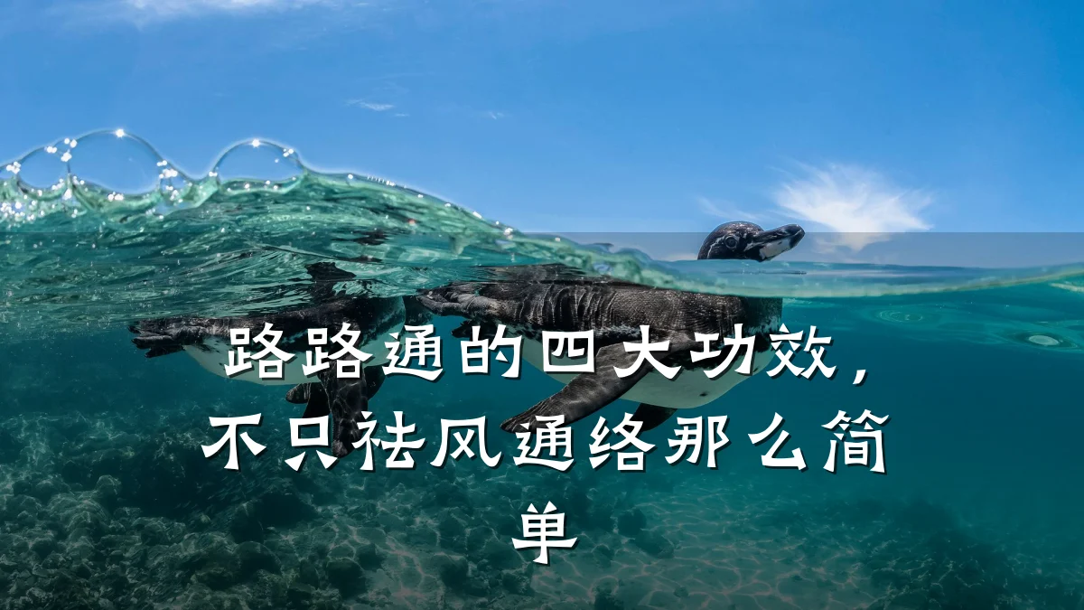 路路通的四大功效，不只祛风通络那么简单