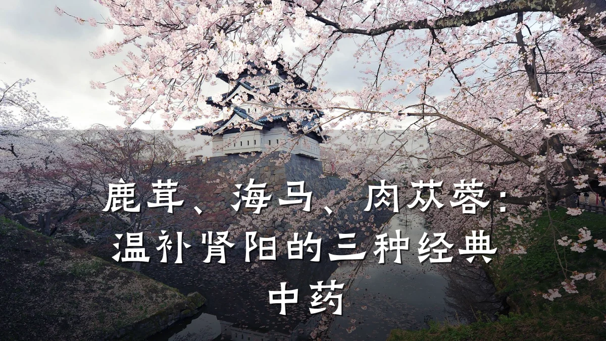 鹿茸、海马、肉苁蓉:温补肾阳的三种经典中药