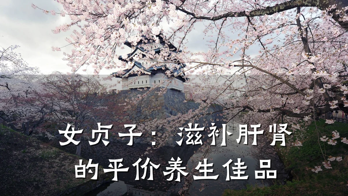 女贞子:滋补肝肾的平价养生佳品