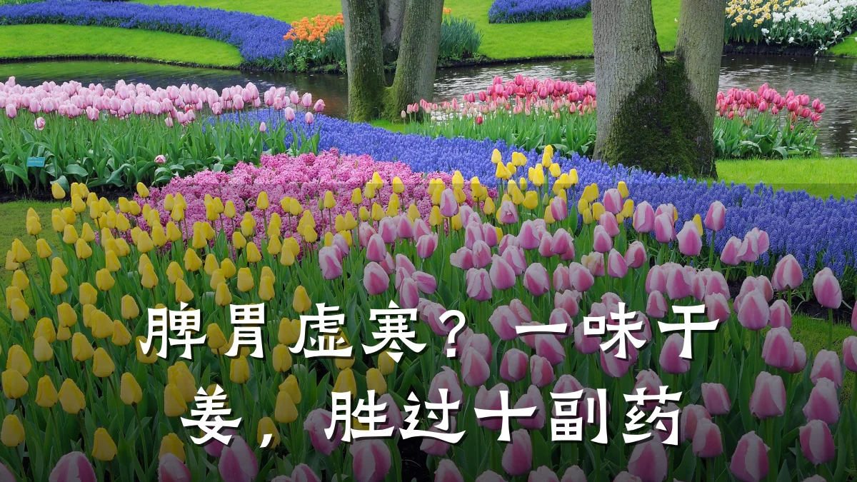 脾胃虚寒?一味干姜,胜过十副药