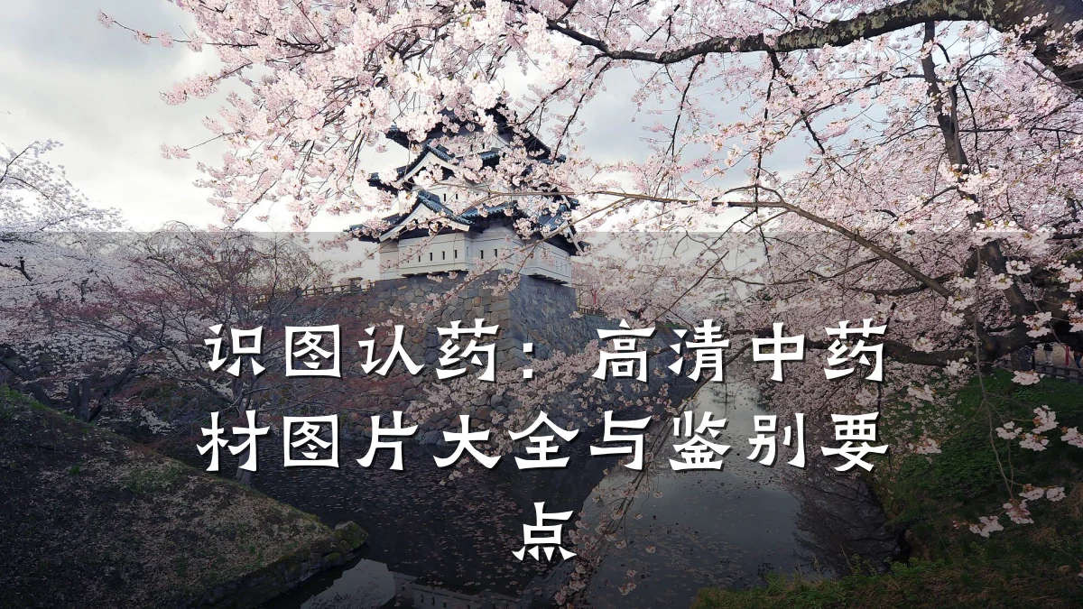 识图认药:高清中药材图片大全与鉴别要点