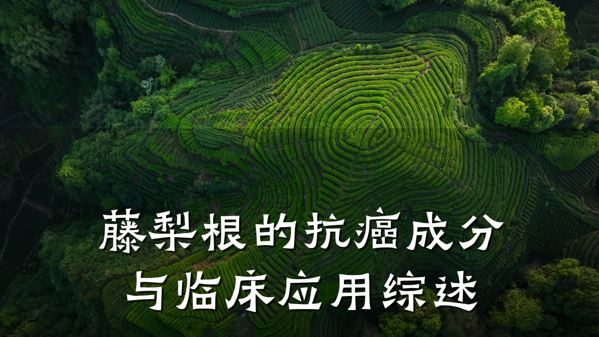 藤梨根的抗癌成分与临床应用综述