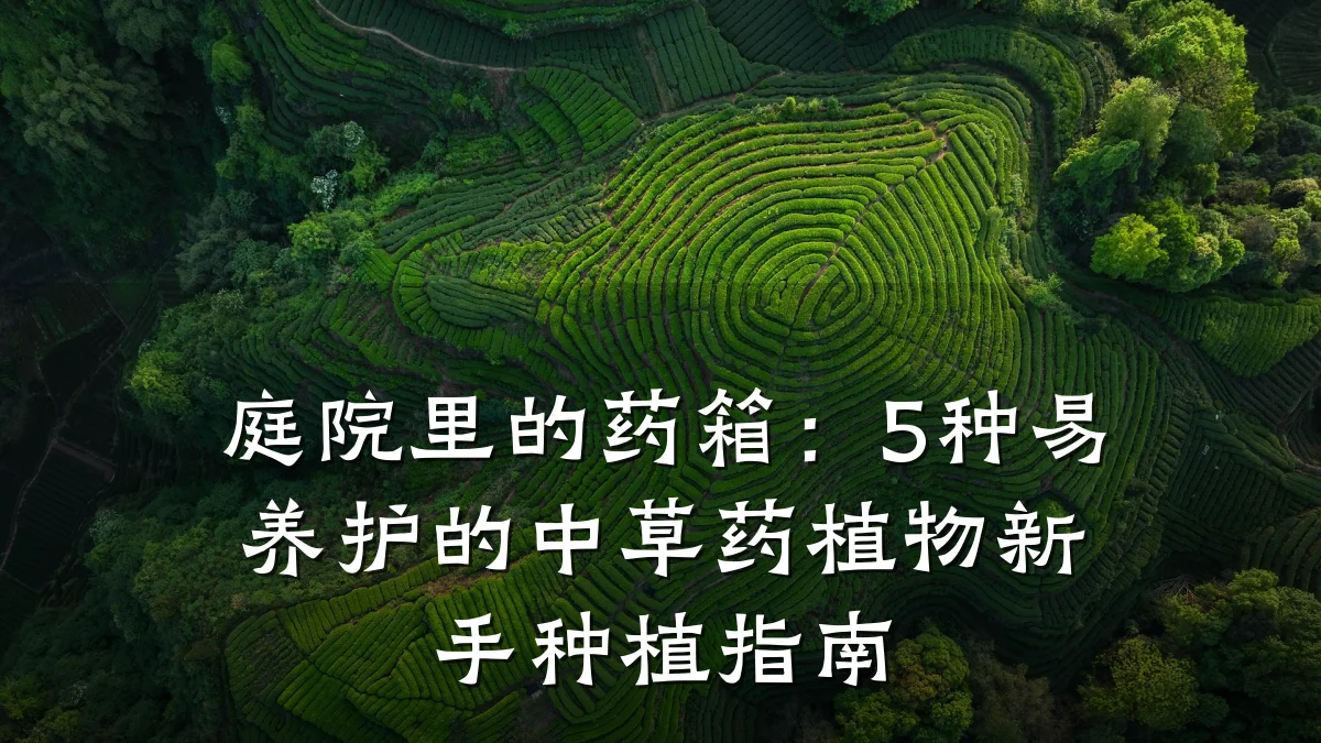 庭院里的药箱：5种易养护的中草药植物新手种植指南