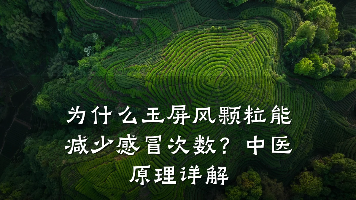 为什么玉屏风颗粒能减少感冒次数？中医原理详解