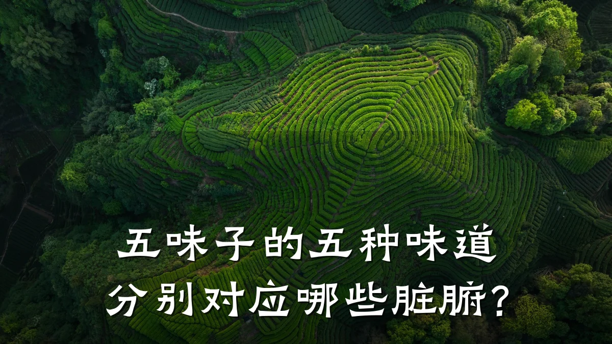 五味子的五种味道分别对应哪些脏腑？