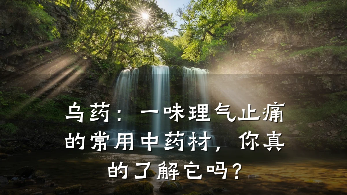 乌药：一味理气止痛的常用中药材，你真的了解它吗？