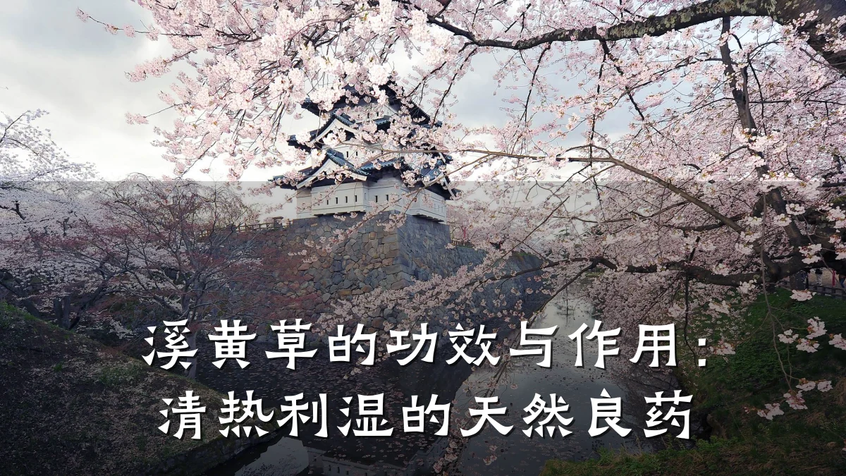 溪黄草的功效与作用:清热利湿的天然良药