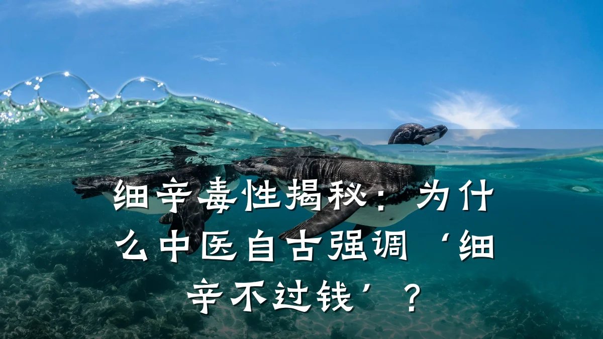 细辛毒性揭秘:为什么中医自古强调‘细辛不过钱’?