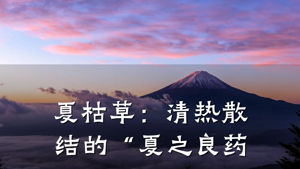 夏枯草：清热散结的“夏之良药