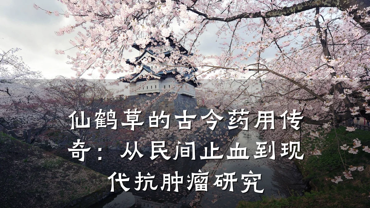 仙鹤草的古今药用传奇：从民间止血到现代抗肿瘤研究