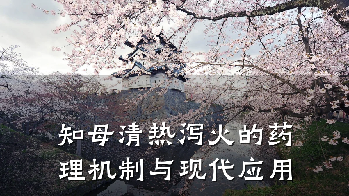 知母清热泻火的药理机制与现代应用