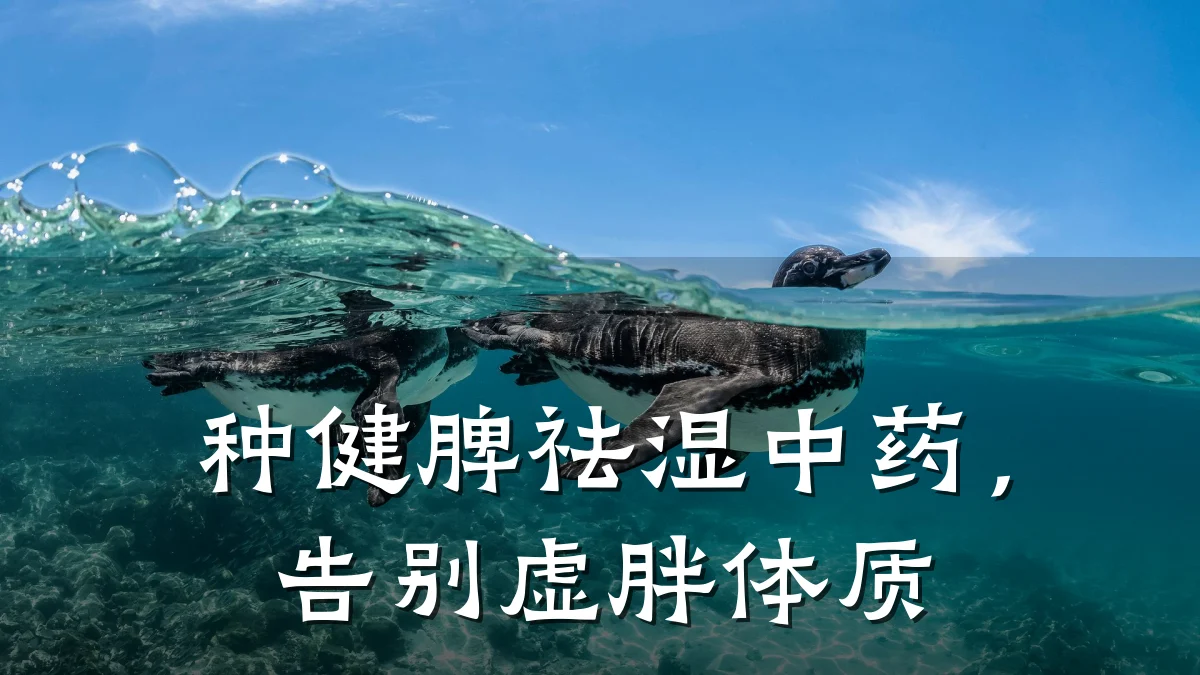 种健脾祛湿中药,告别虚胖体质