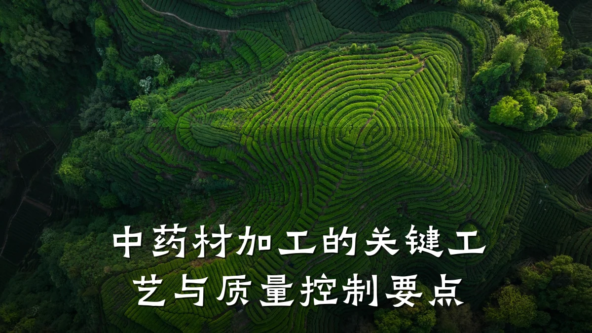 中药材加工的关键工艺与质量控制要点
