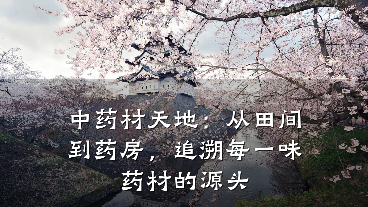 中药材天地:从田间到药房,追溯每一味药材的源头