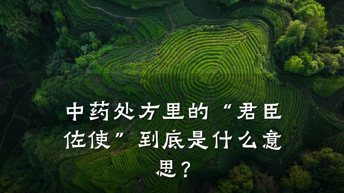 中药处方里的“君臣佐使”到底是什么意思?