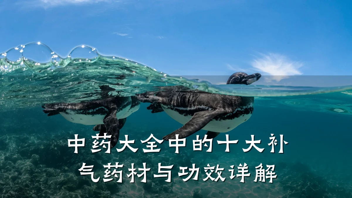中药大全中的十大补气药材与功效详解