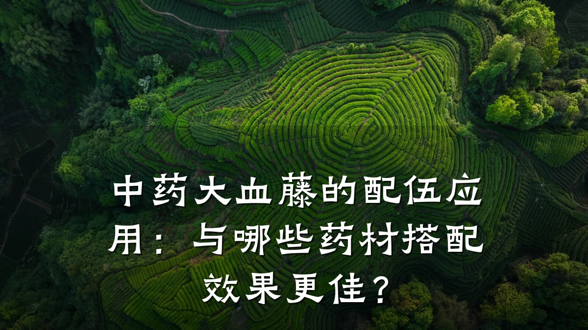 中药大血藤的配伍应用：与哪些药材搭配效果更佳？