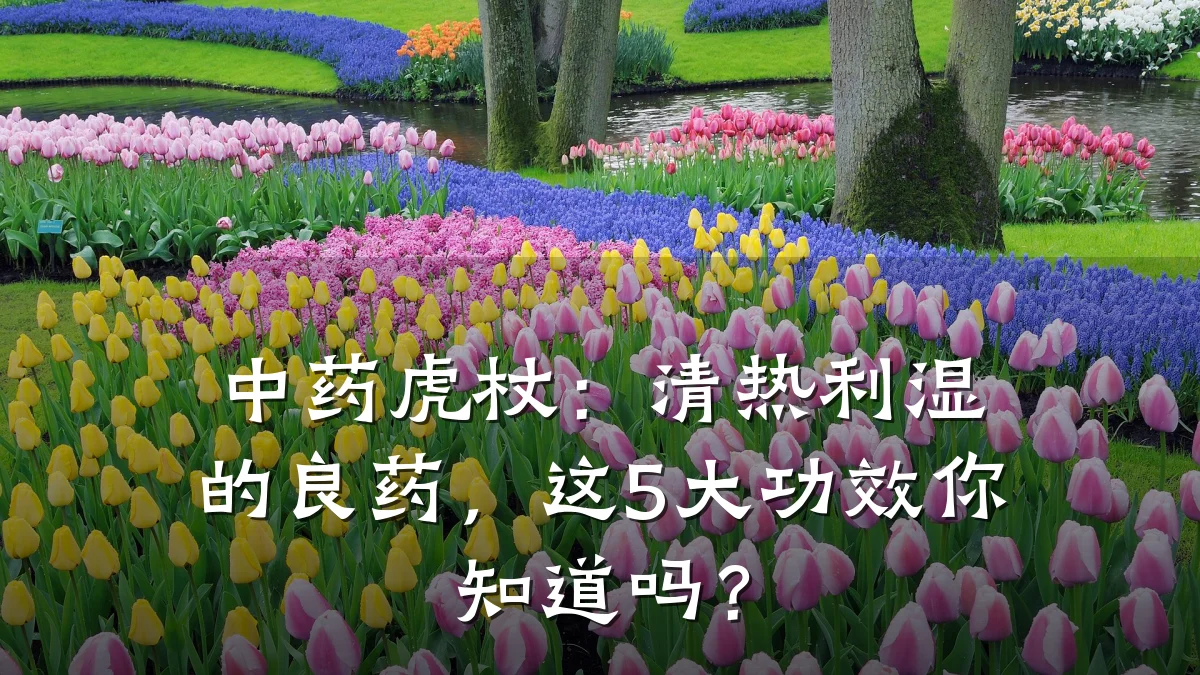 中药虎杖:清热利湿的良药,这5大功效你知道吗?