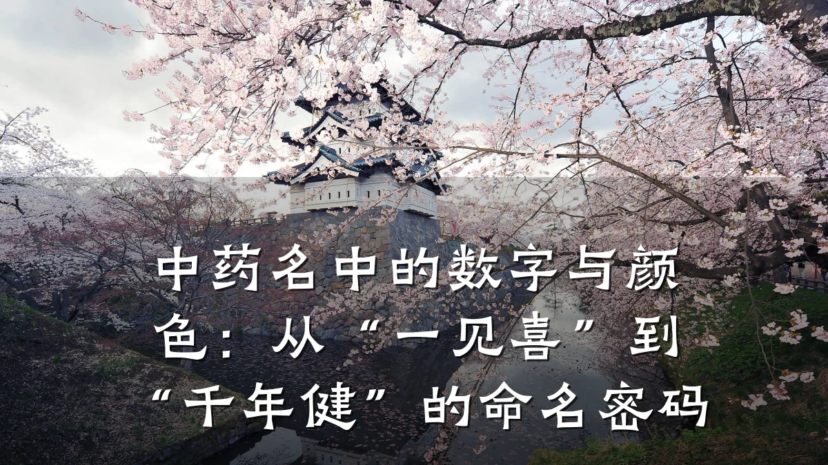 中药名中的数字与颜色:从“一见喜”到“千年健”的命名密码