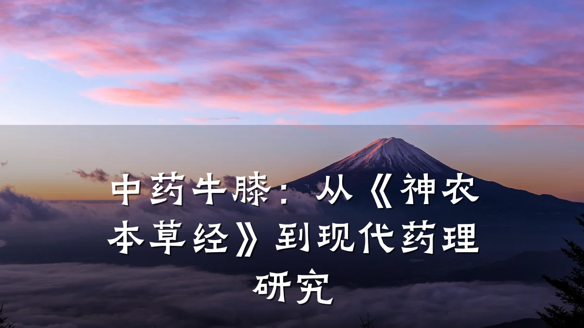中药牛膝:从《神农本草经》到现代药理研究