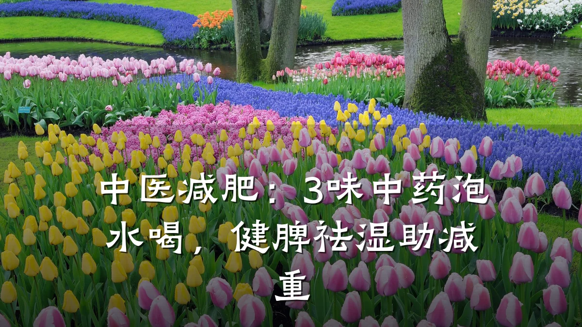中医减肥:3味中药泡水喝,健脾祛湿助减重