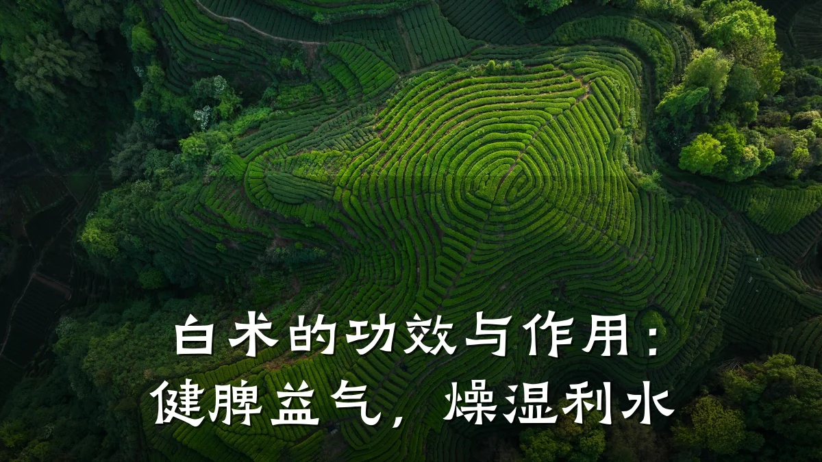 白术的功效与作用：健脾益气，燥湿利水