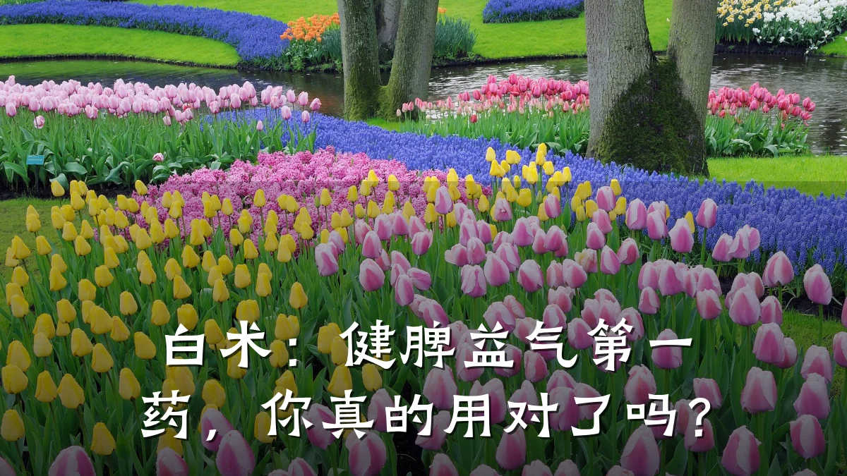 白术:健脾益气第一药,你真的用对了吗?