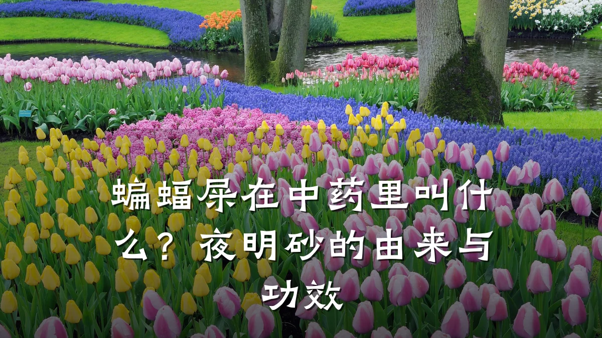 蝙蝠屎在中药里叫什么？夜明砂的由来与功效