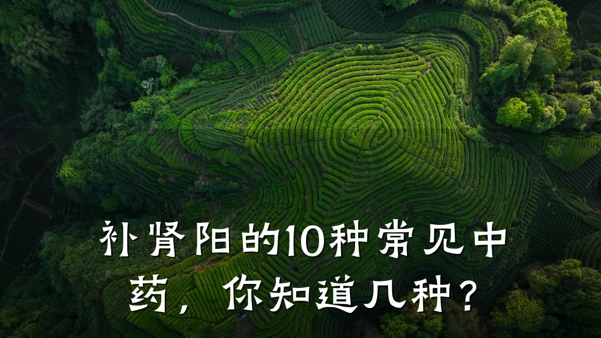 补肾阳的10种常见中药,你知道几种?