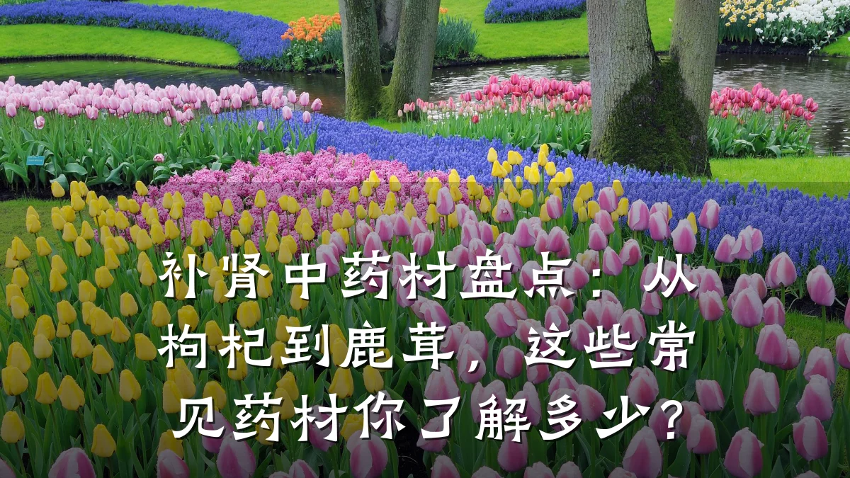 补肾中药材盘点:从枸杞到鹿茸,这些常见药材你了解多少?