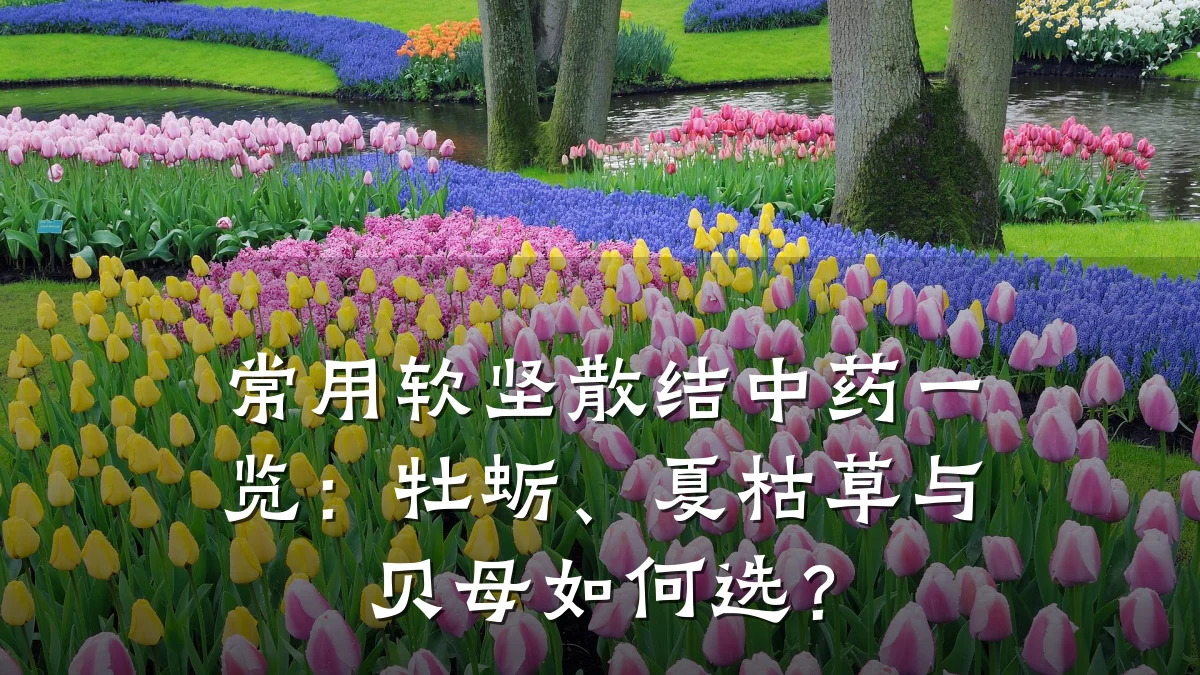 常用软坚散结中药一览：牡蛎、夏枯草与贝母如何选？