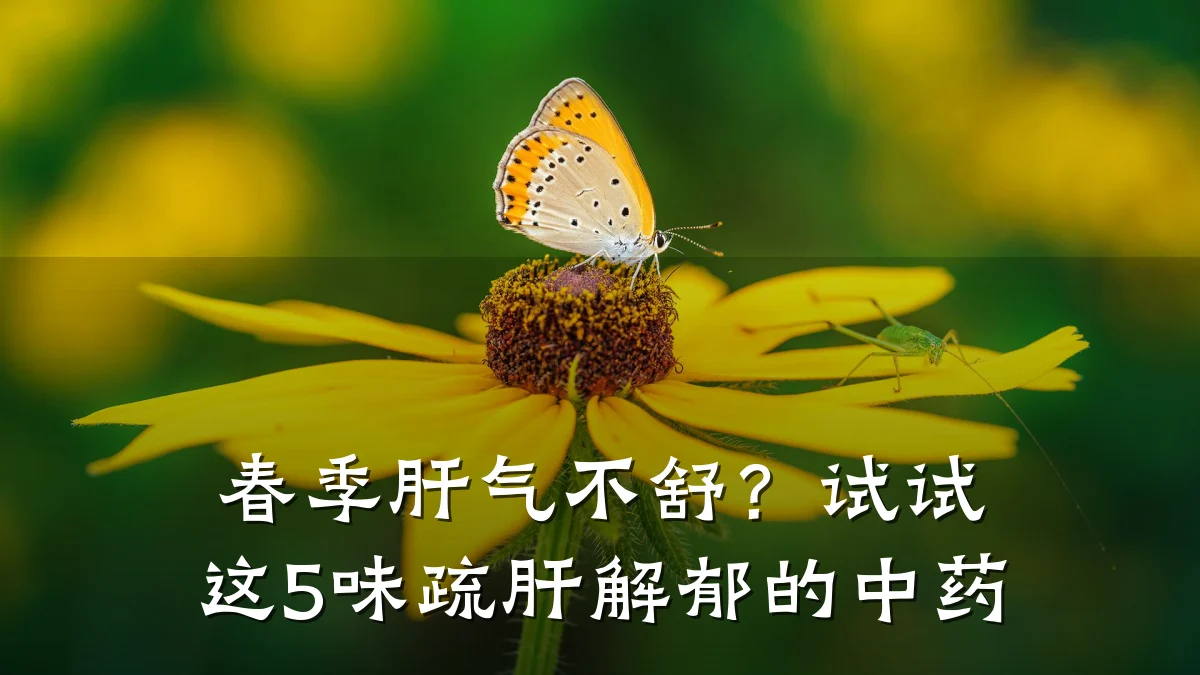 春季肝气不舒?试试这5味疏肝解郁的中药